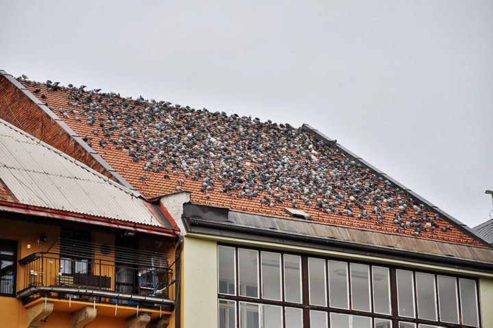 A2B Pest Control are able to install spikes to deter birds from roofs in Bideford. 