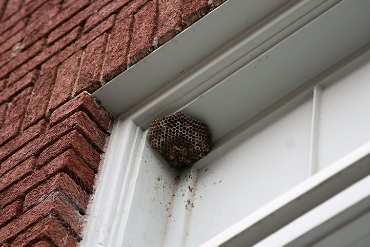 We provide a wasp nest removal service for domestic and commercial properties in Bideford.